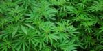 Cannabis light, la sentenza della Cassazione crea confusione e molte attività chiudono