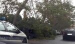 Roma, cade un ramo sulla banchina del Tevere. 7 i feriti