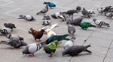 Bergamo, multata donna che è uscita dal suo comune per andare in uno più vicino a dar da mangiare ai piccioni