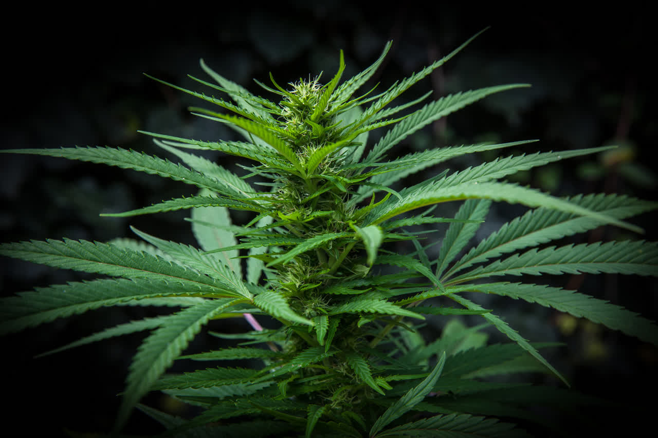 Referendum cannabis: come funziona e cosa potrebbe cambiare