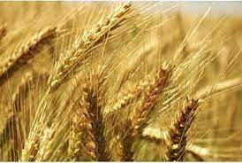 Materie prime: prezzo grano in calo, mais su livelli record